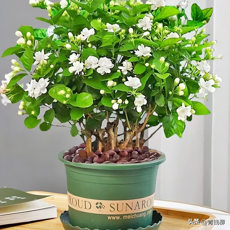 It is a little difficult to grow flowers and jasmine potted plants on