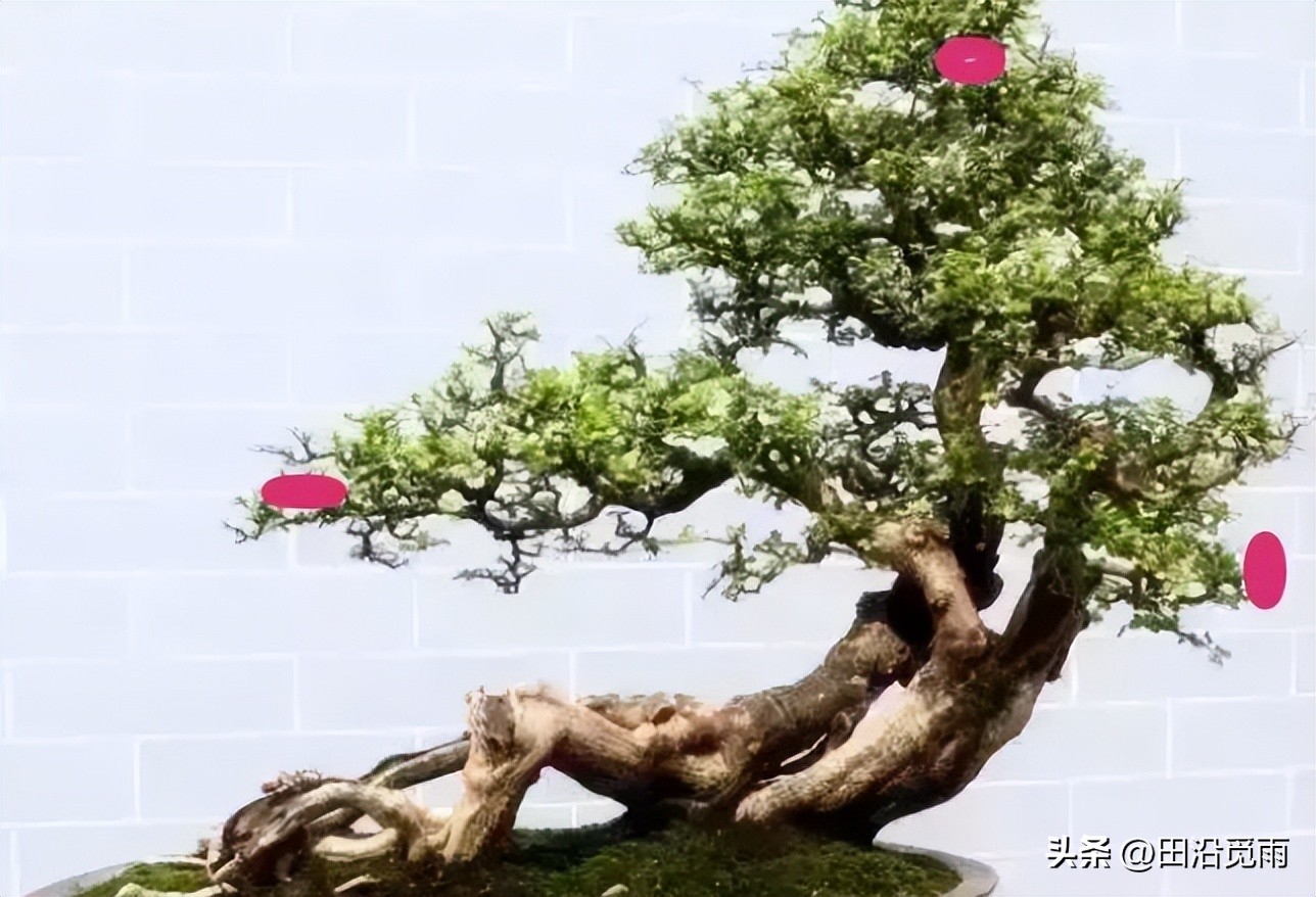 Beginners of bonsai, remember 3 general modeling rules, only with a