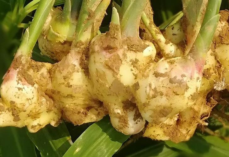 Before and after Frost's Descent, bury something in the garlic root