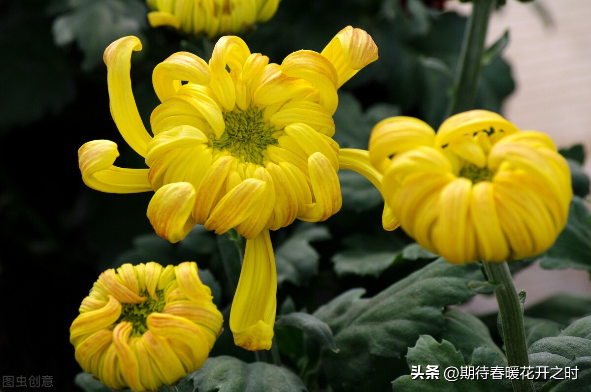 Chrysanthemum gentleman in flowers iNEWS