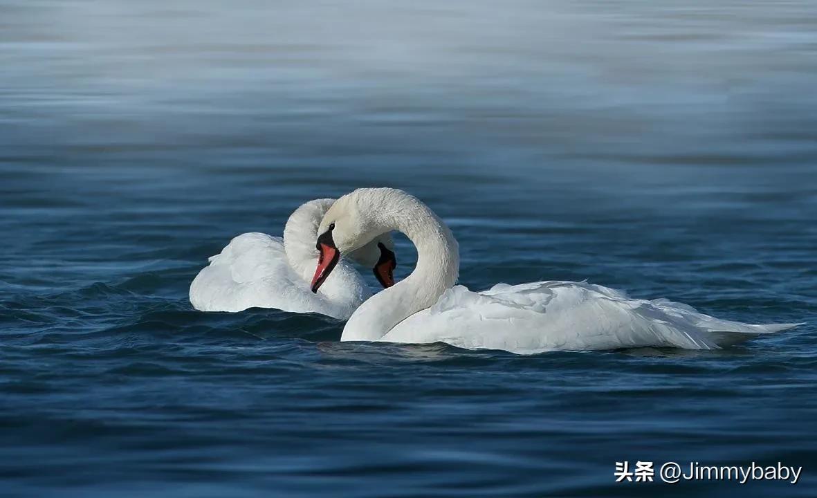 The legend of the world's national bird Denmark (DENMARK) mute swan
