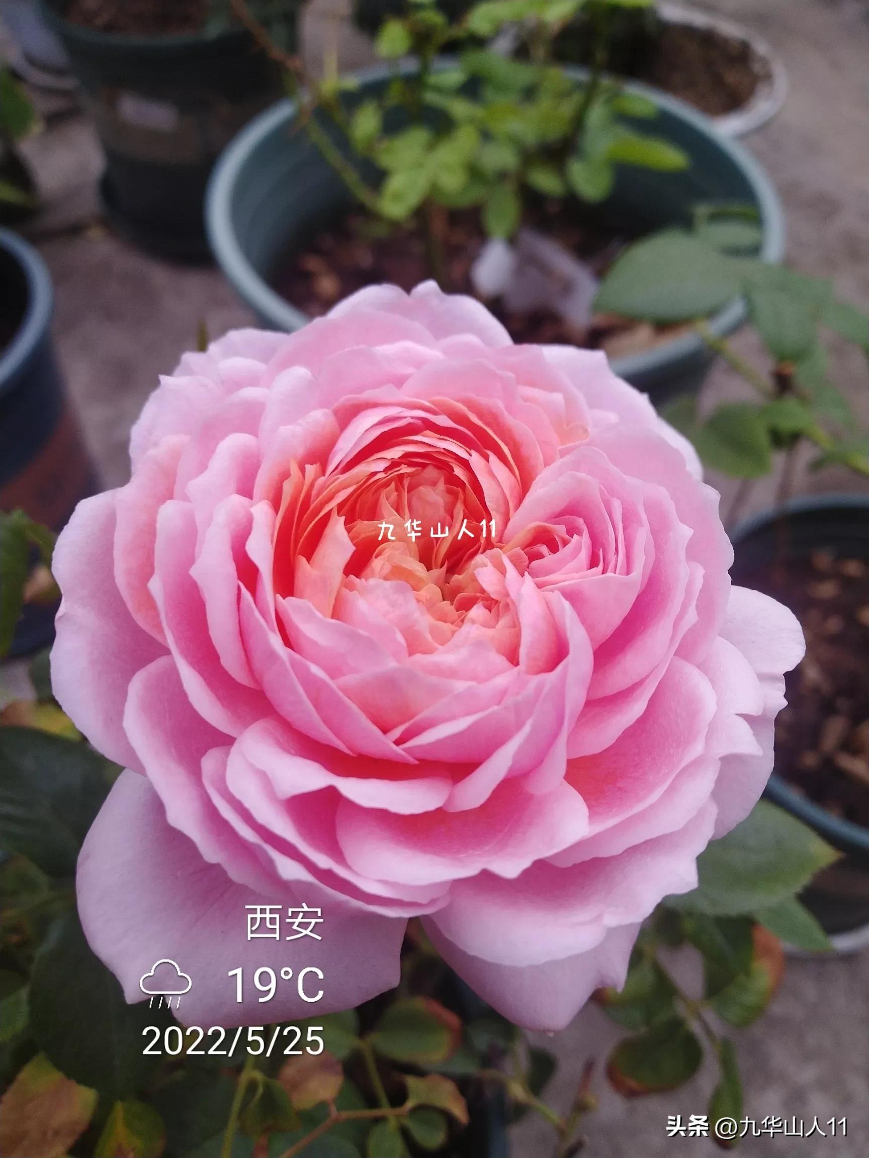 List of common miniature rose varieties (1) - iNEWS