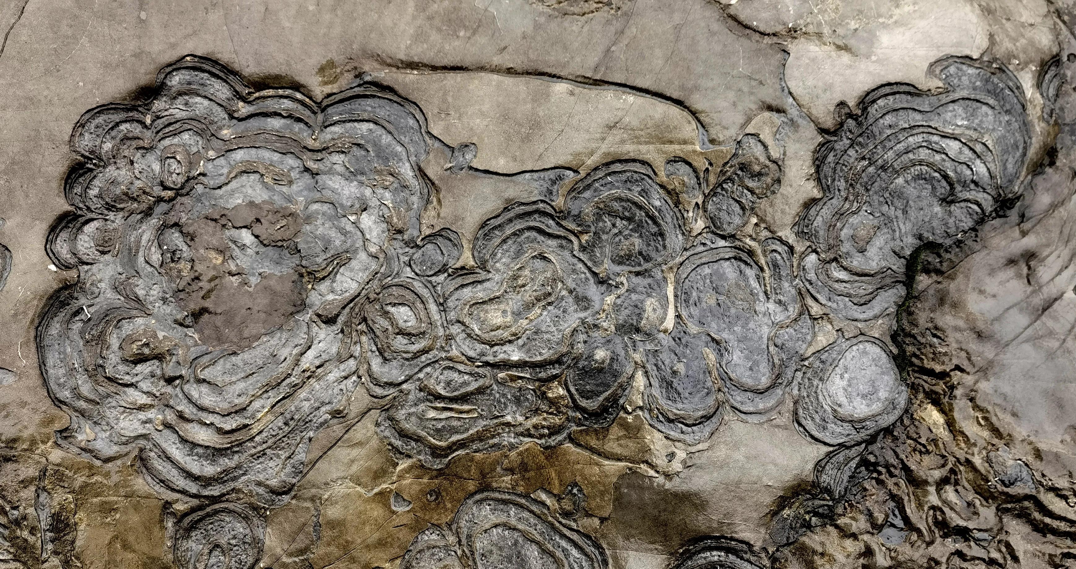 The Earliest Life on Earth_Laminated Fossils - iNEWS