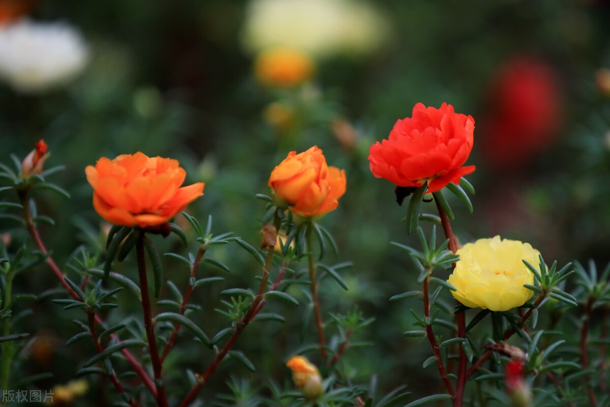 These flowers are easy to grow, bloom quickly, and are suitable for