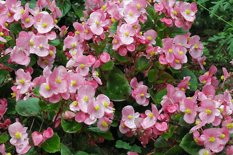 Raise these 5 kinds of flowers in autumn, known as the "flowering