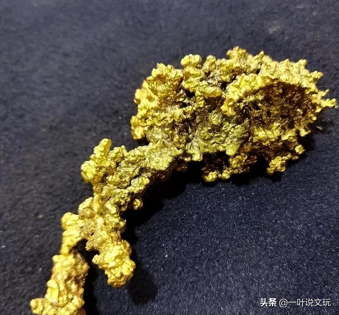 What is "dog head gold", and do I need to turn it in after I find it