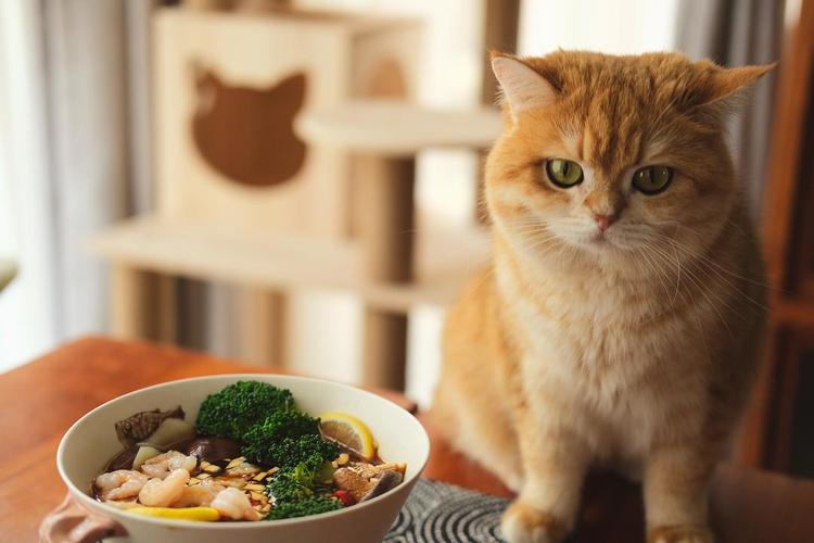 2monthold kitten diet strategy (starting from pet health, let the