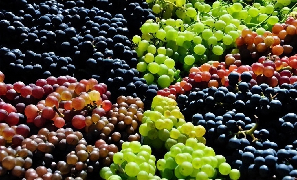 Curated visual reference: Danger Of Large Grapes Consumption Reference: Surprising How Does Grape Consumption Affect Health And Longevity