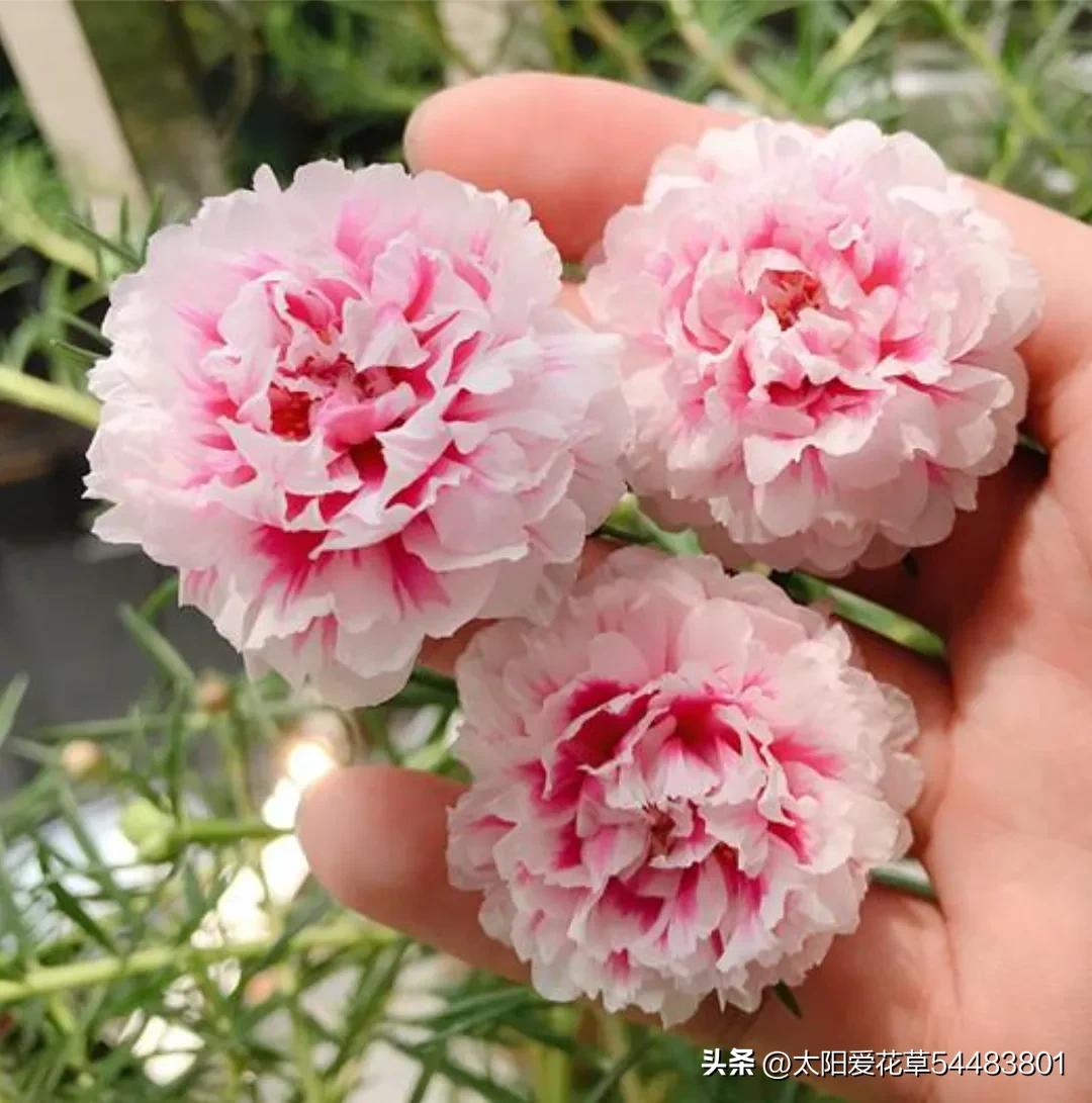 After the beginning of summer, 6 kinds of flowers need to be basked in the sun vigorously