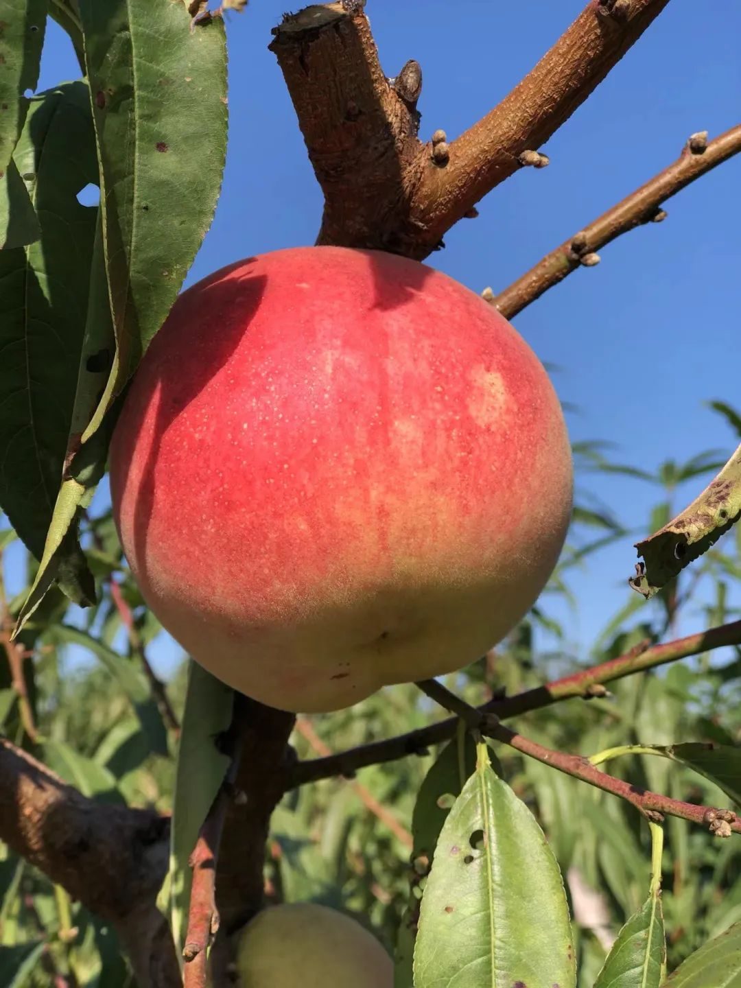 How sweet is the peach that broke the Guinness World Record? iNEWS