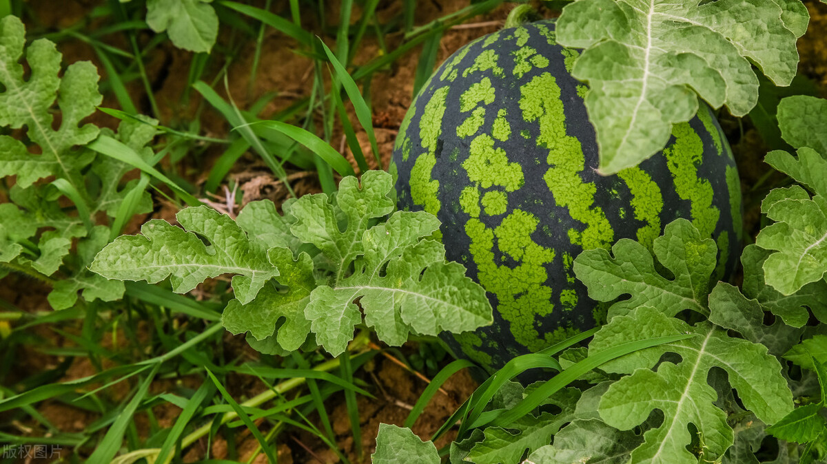 The season of watermelons is coming, will you pick watermelons? iMedia