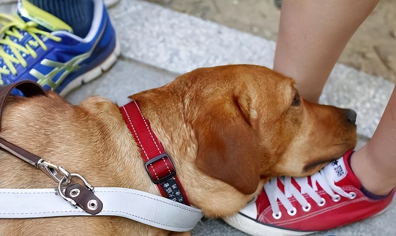 Dogs "bump you with their heads" are nothing more than trying to tell