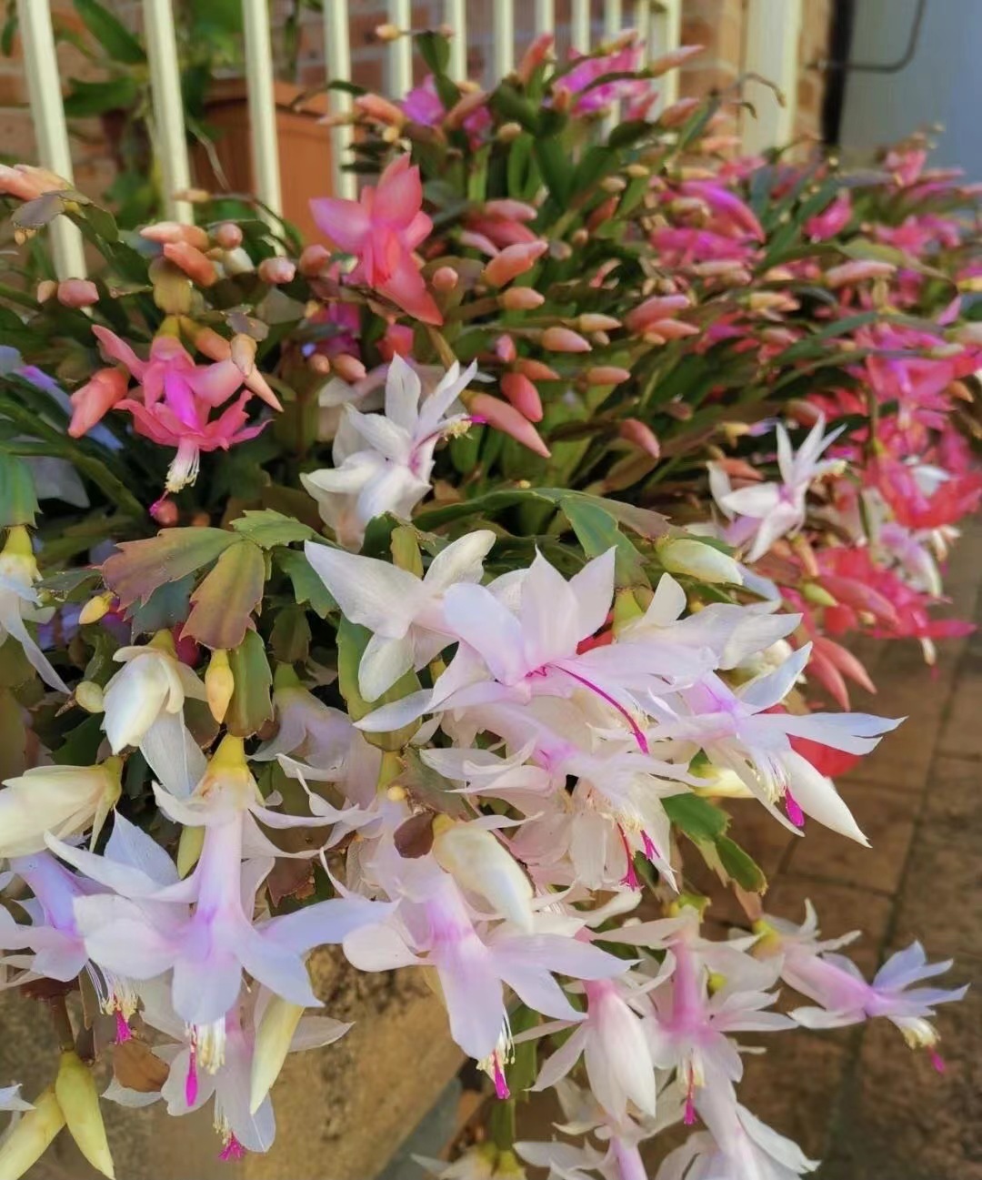 Crab claw orchid leaves are soft and thin?3 strokes will solve the