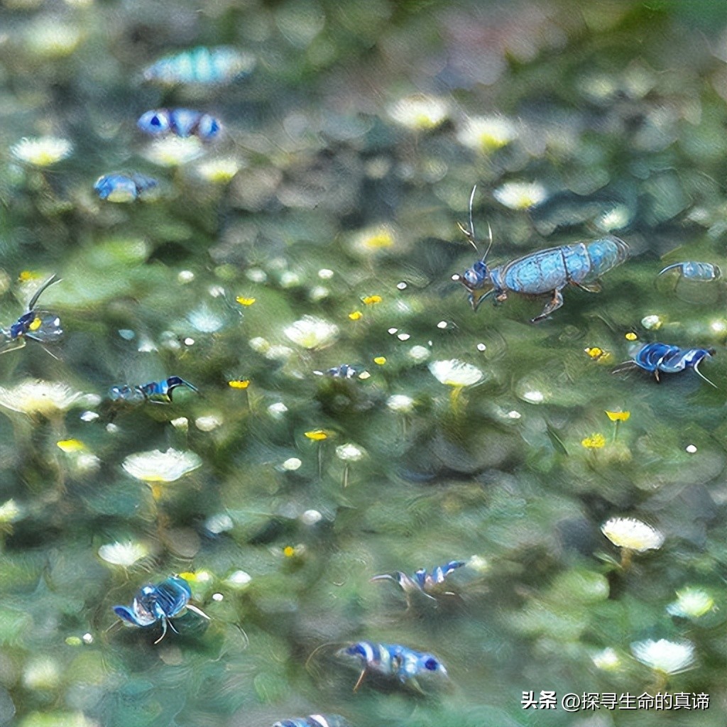 Comprehending the spirit of insects: the philosophical enlightenment ...