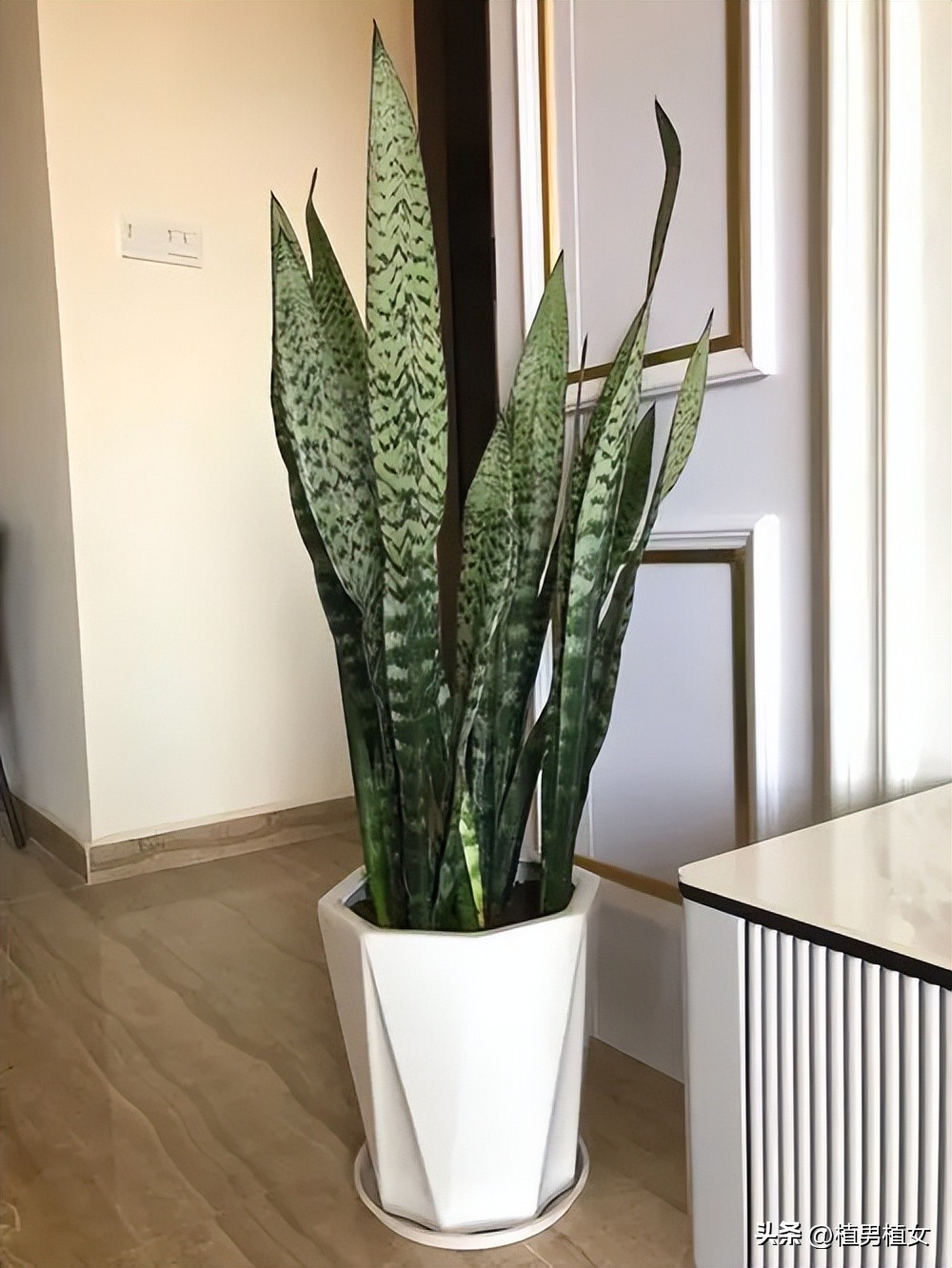 10 kinds of flowers that can "produce oxygen" at night iMedia