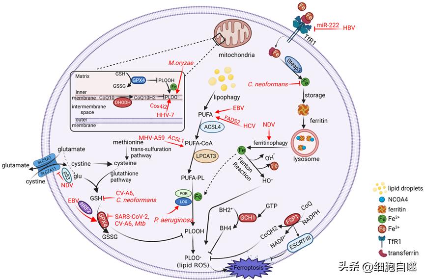 Professor Zheng Chunfu was invited to publish a review on ferroptosis ...