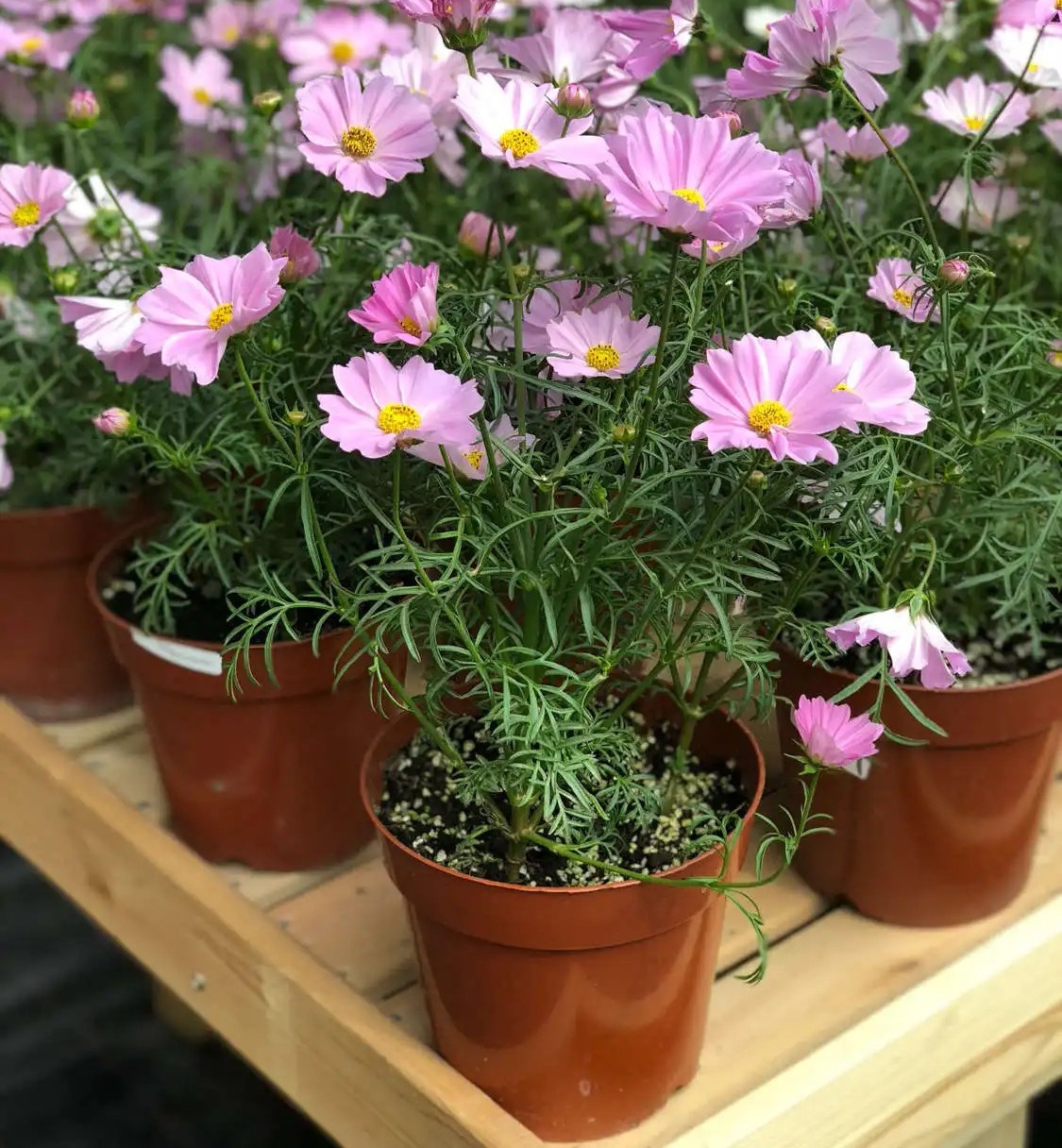 "5 kinds of flowers" are too cheap, and they still grow vigorously and keep blooming. They are