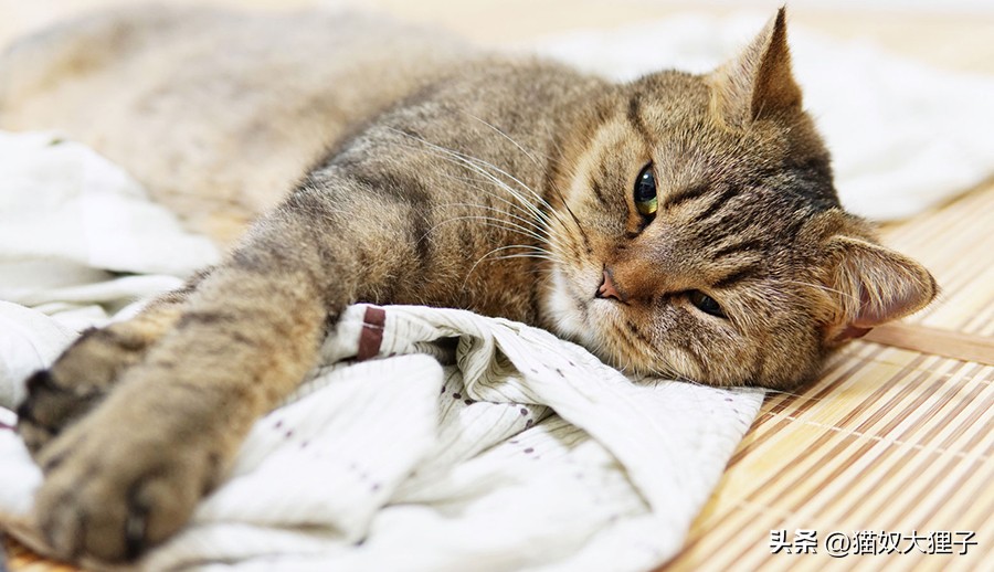What are the signs of unhealthy cats? iNEWS