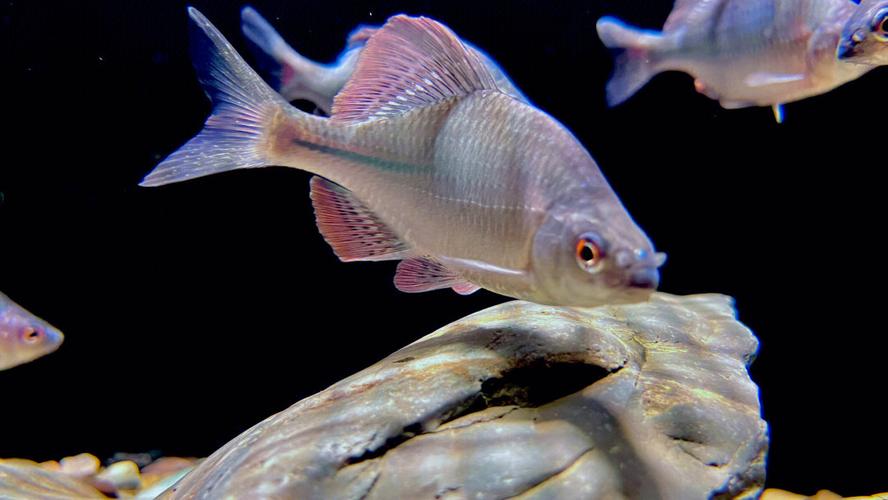 Why fish can live in water iNEWS