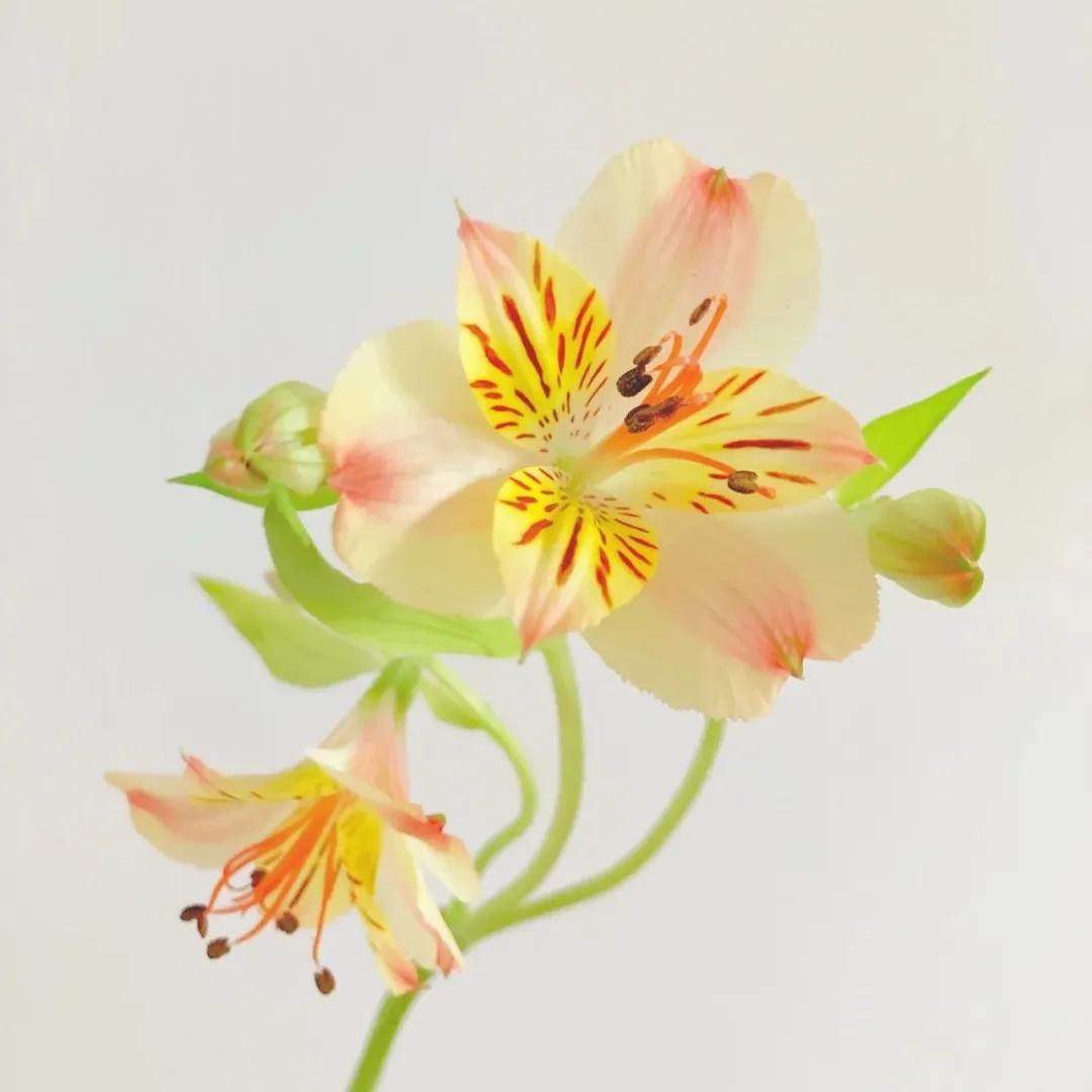 不是水仙也不是百合的水仙百合 資訊咖