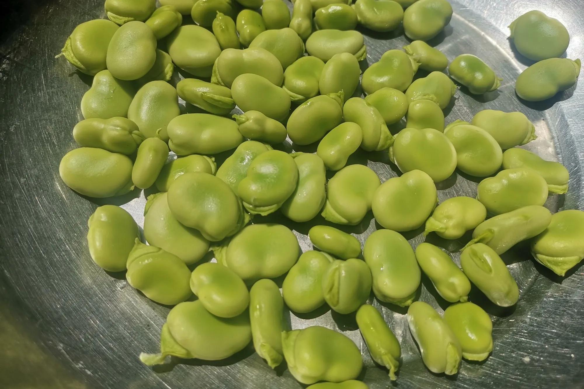 Farming Notes Peas, Broad Beans, Edamame iMedia