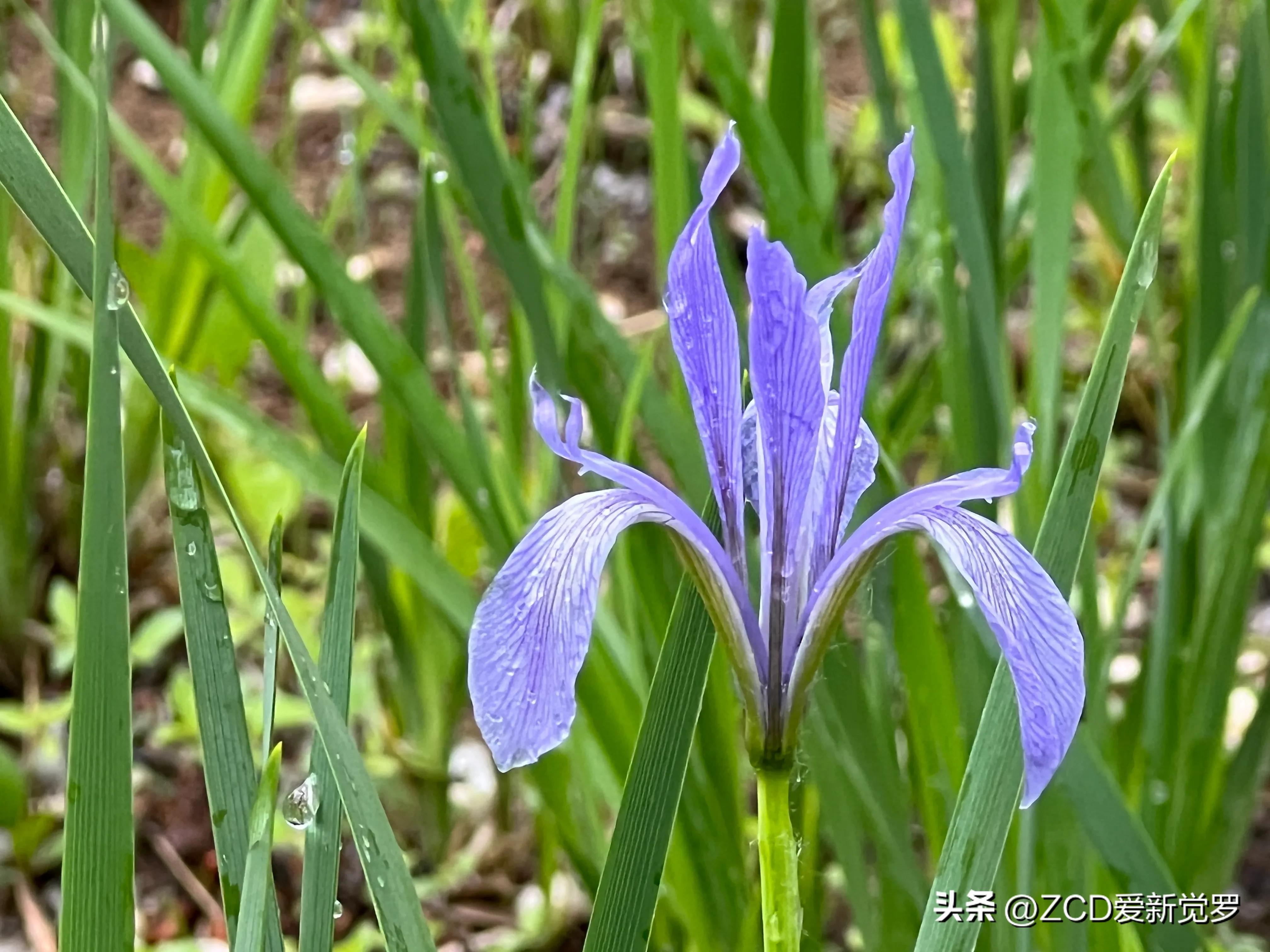 The Meaning of the Word "Zao" in Northeastern Dialect (2) iNEWS