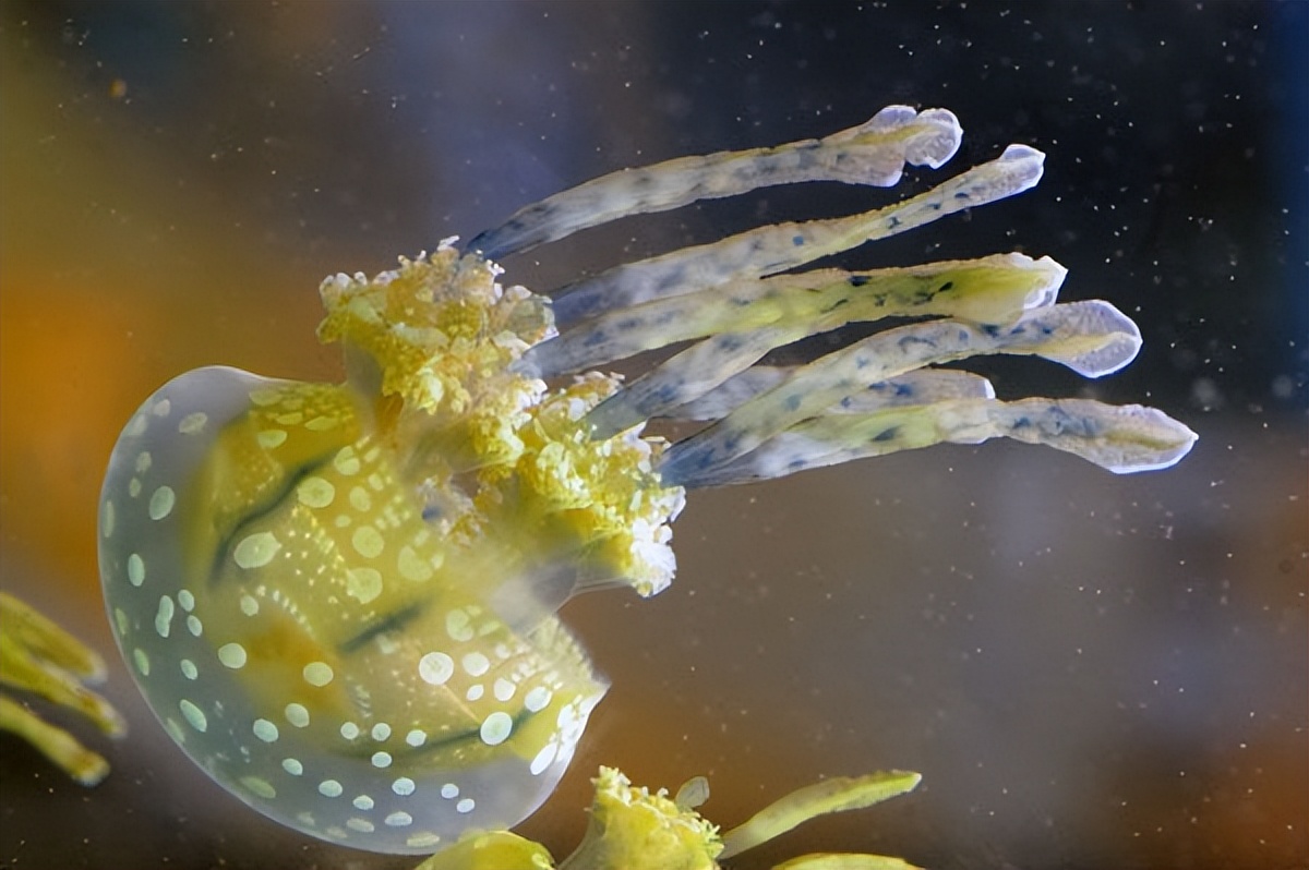 Effects of Three Salinities on the Growth and Digestive Enzyme