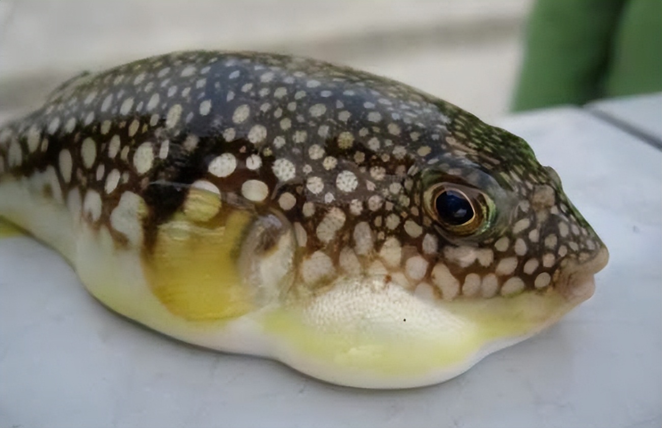 Using tetrodotoxin to poison puffer fish, will puffer fish be poisoned to death by tetrodotoxin ...