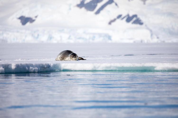 Why do seals choose to rest on glaciers? iMedia