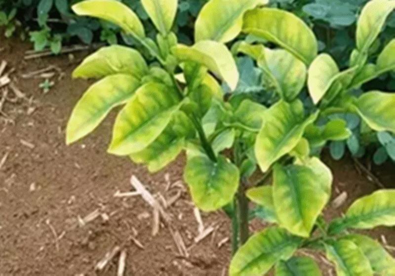 Is the world's longestlived tree dying?Survived 4800 years, but may