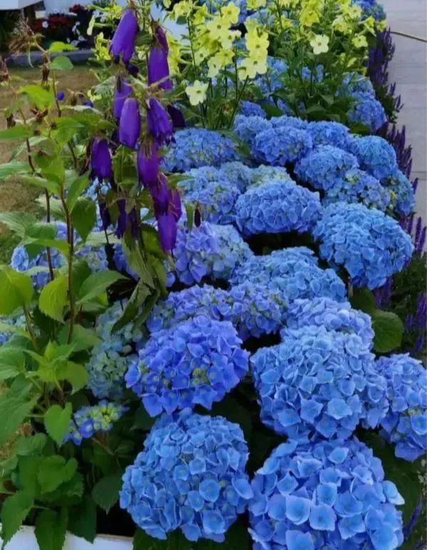 The sun is hot, these flowers need shade iMedia