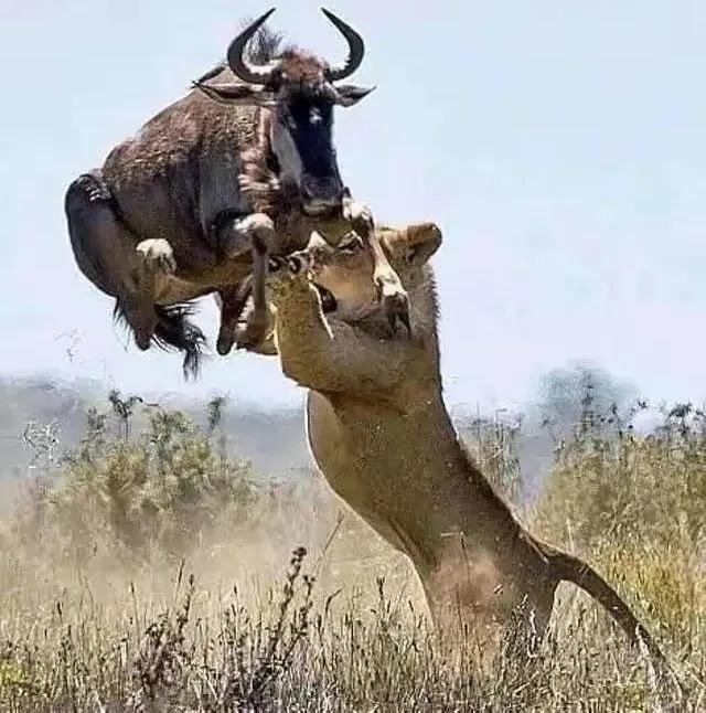 Rare 36 photos of rhinos being forced to mate with elephants, pandas