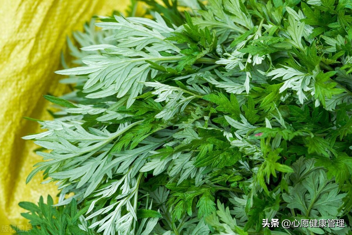 How to make fresh wormwood delicious? The 7 best ways to eat wormwood