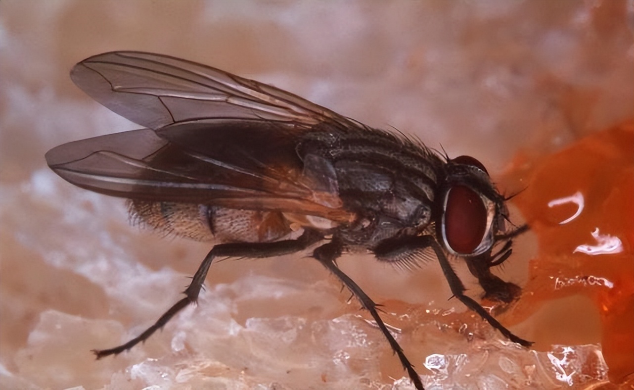 What exactly do flies do to our food?Can I still eat food that has been