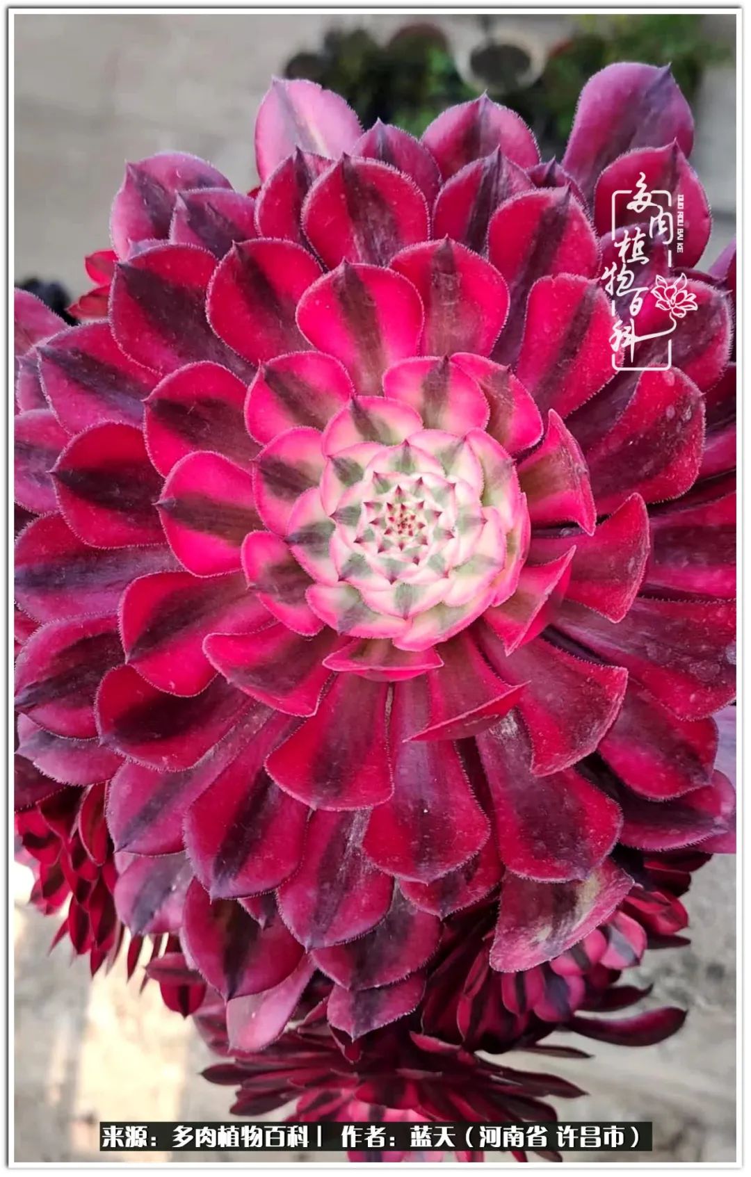 多肉法師抽花劍,你是怎麼處理的呢? - 頭條匯