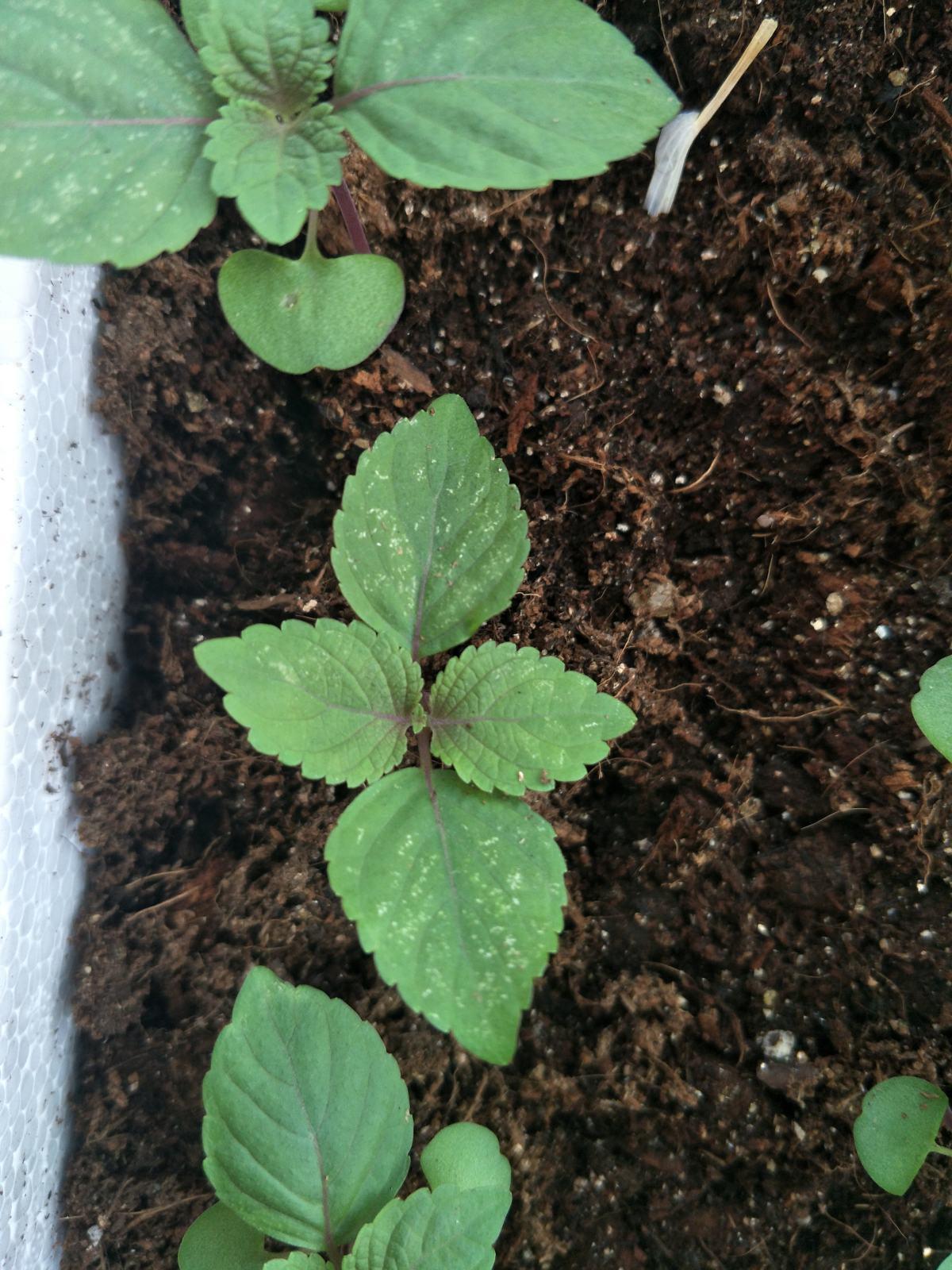 6 kinds of vegetables that are most suitable for spring planting iNEWS