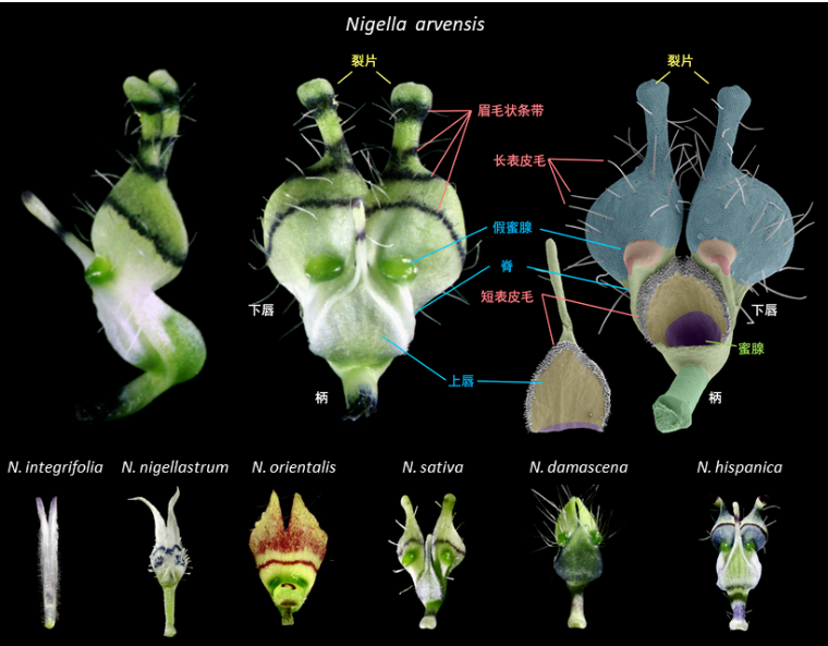 Petals also play routines?Insect: hum~~~ - iNEWS