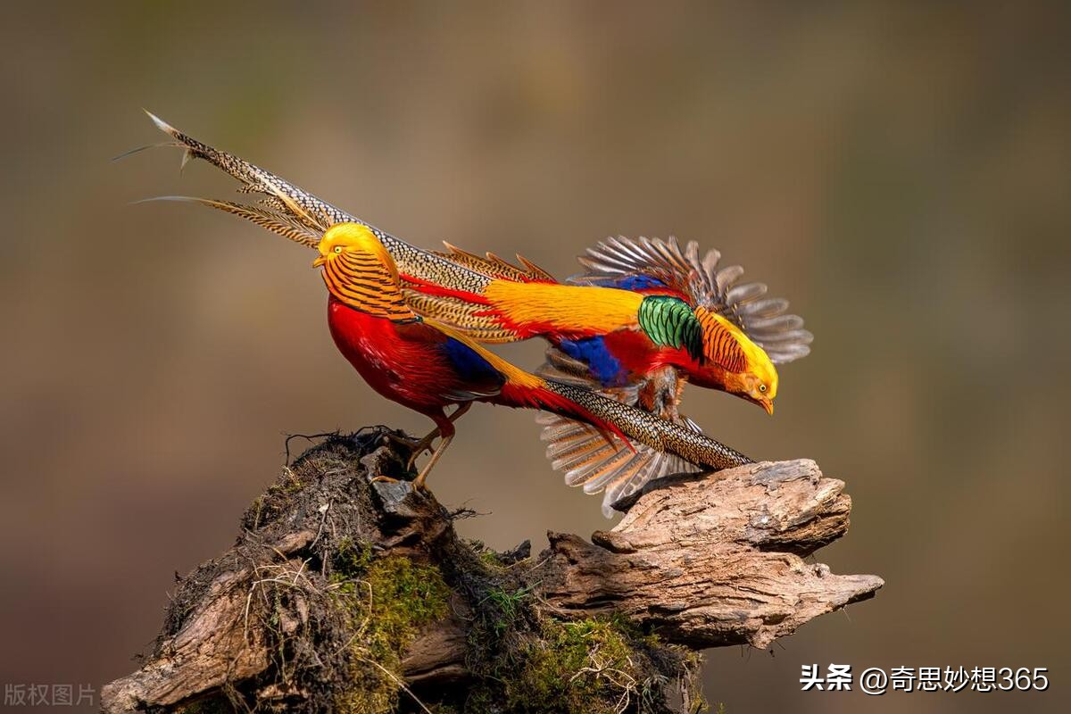 amazing bird feathers - iMedia