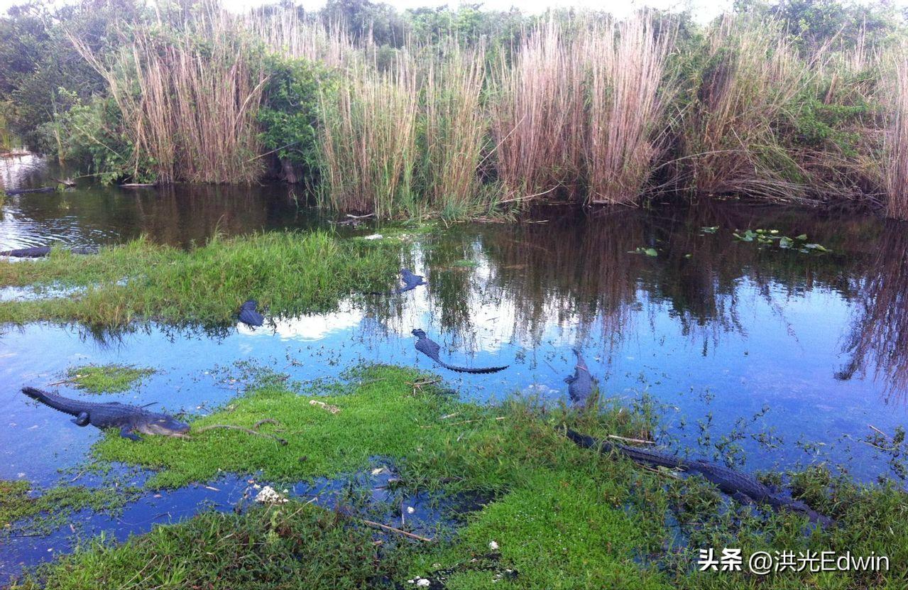 Florida spends a lot of money to clear the back of the python, the ...
