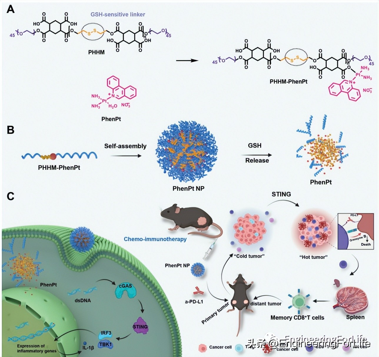 Cationic platinum-based drugs as STING agonists for enhanced chemoimmunotherapy polymers