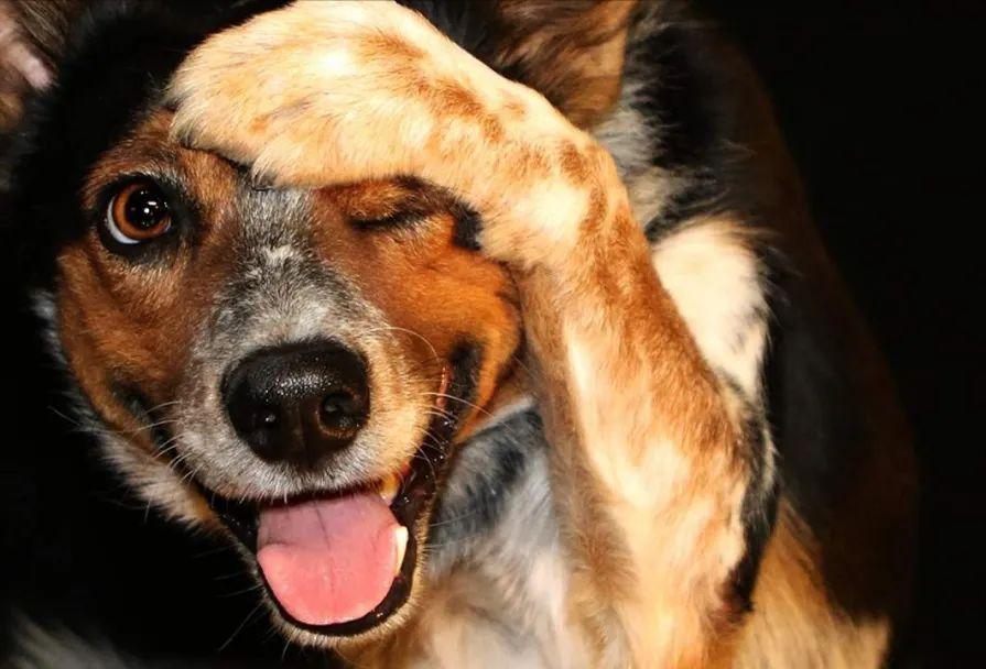 Why do dogs like to "cover their faces and sleep"?In fact, there are