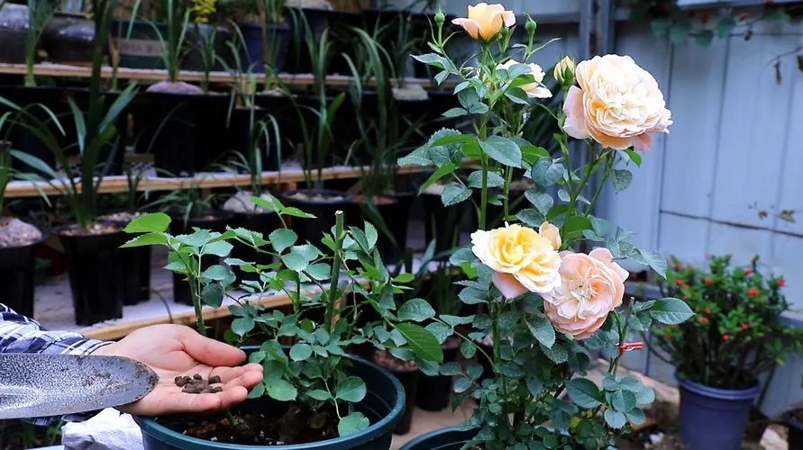 How to raise roses to grow well and bloom Learn more 3 secrets for