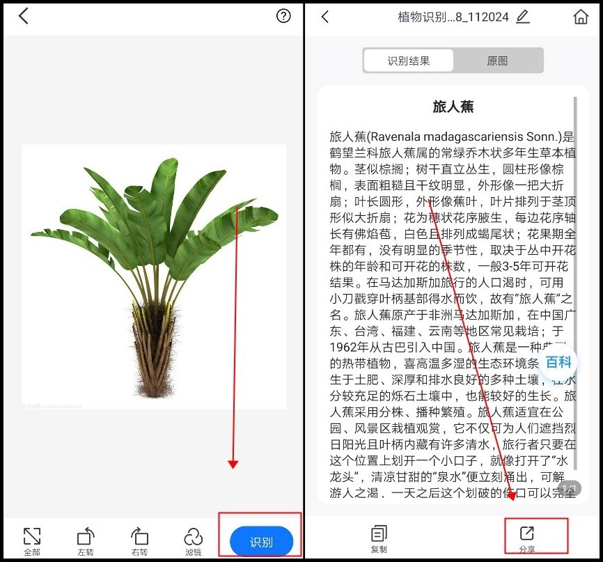 How to identify flowers and plants by scanning? Three ways to identify
