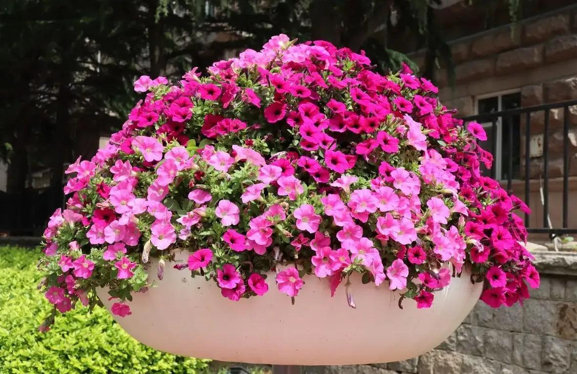 The higher the temperature, the better the flowers bloom. iNEWS