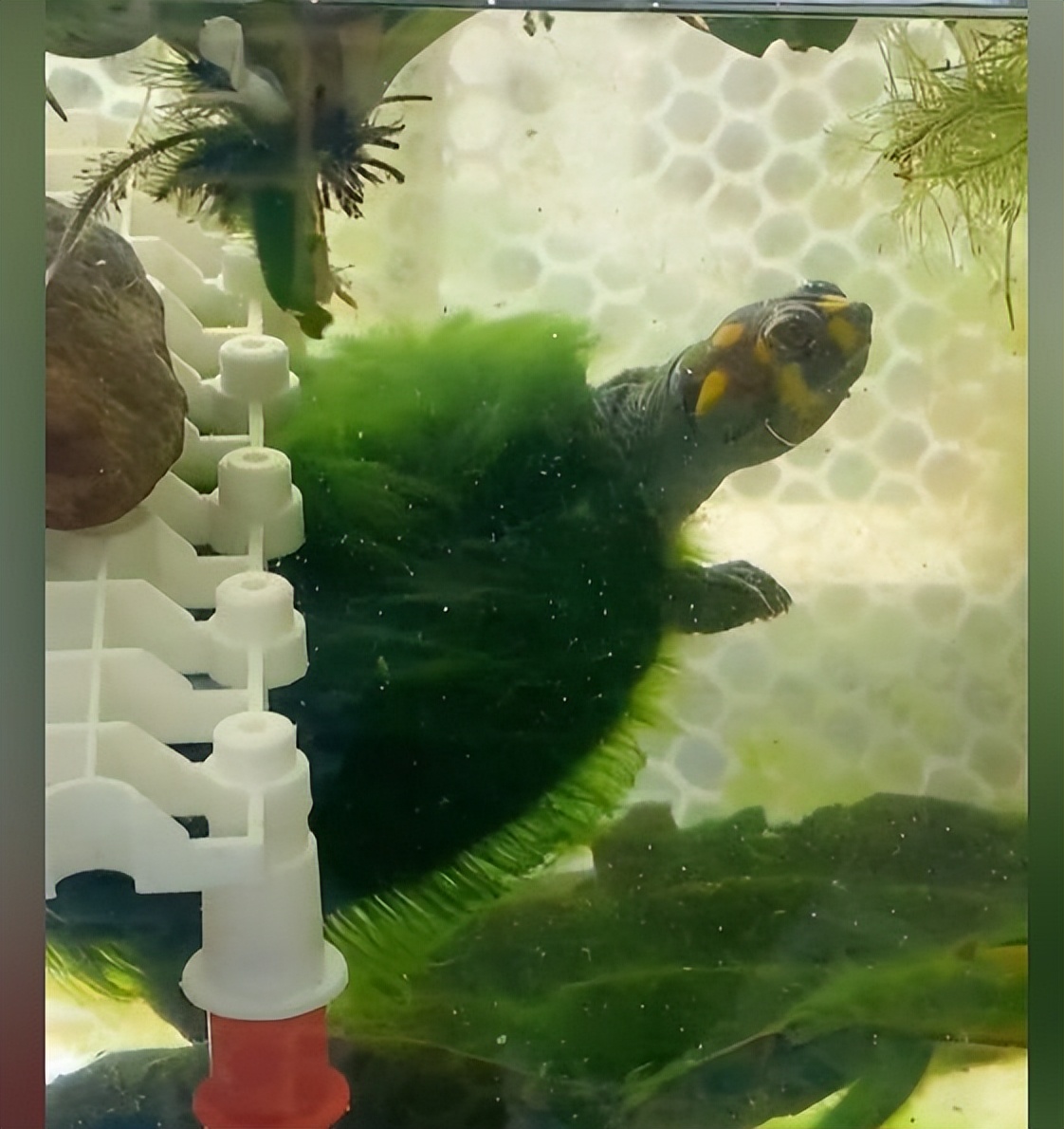 The woman kept the turtle and goldfish together, and after a while, she ...