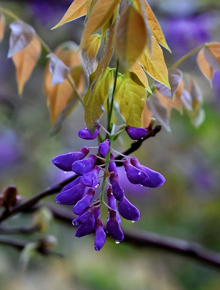 Fifteen most beautiful wisteria flower poems, two rows of manna leaves ...