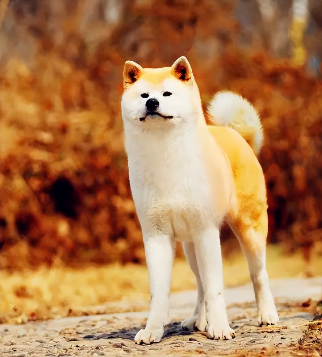 Japan's National Treasure Dog Breed - Akita Inu! - iMedia