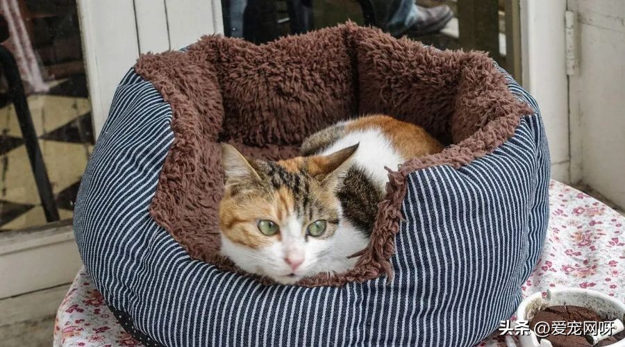 How much does it cost to own a cat? Every item is listed in detail