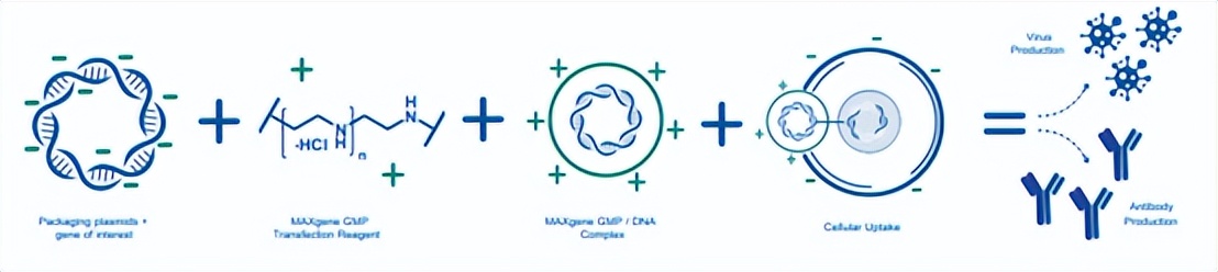 See the micro-knowledge: How does the transfection process reflect the ...