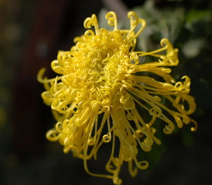 A piece of autumn heart is in the chrysanthemum, the poems about the chrysanthemum, blooming